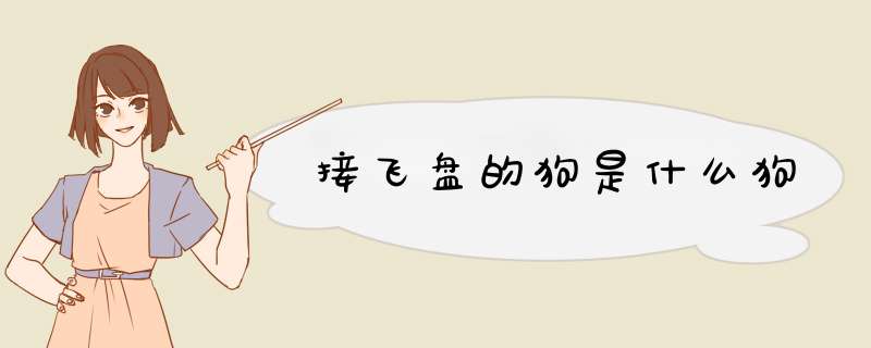 接飞盘的狗是什么狗,第1张