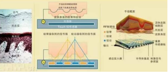 智能指纹锁的原理配置结构与功能详述,智能指纹锁的原理配置结构与功能详述,第3张