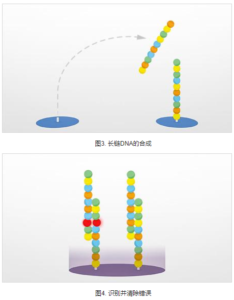 挽救生命的合成生物学解决方案,第3张 挽救生命的合成生物学解决方案,第3张